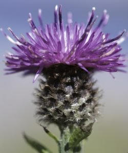 A thistle